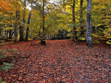 Suuçtu Şelalesi hazan mevsiminde bir başka güzel