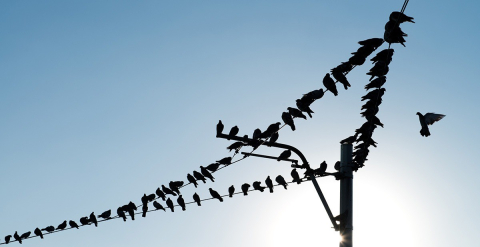 Elektrik tellerine konan kuşlar neden aynı yöne bakar?