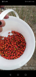 Kuşburnu çayı nasıl yapılır?