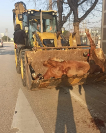 Bursa'da aracın çarptığı at kurtarılamadı