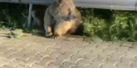 Bursa'da yabani hayvanlar şehir merkezinde