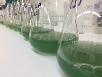 Biyomühendis Kübra Şentürk, tıbbi yaraların tedavi edilmesine yönelik önemli bir projeye imza attı