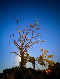 Yaban Hayatı Fotoğrafçısı Alper Tüydeş Bursa'da aylak leylekleri görüntüledi