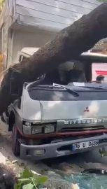 Ağaç kamyonetin üzerine devrildi