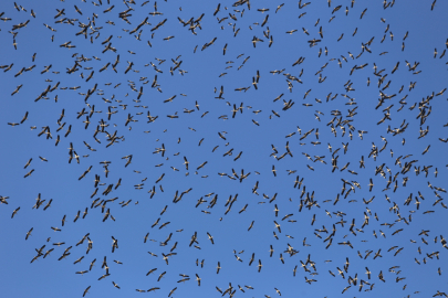 Bursa'da konaklayan leyleklerin dönüş yolculuğu başladı