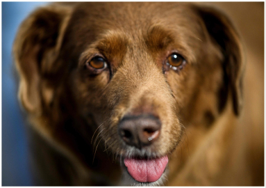 Dünyanın en yaşlı köpeği Bobi hayatını kaybetti