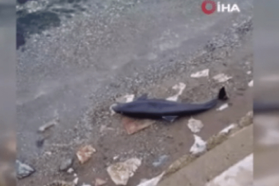 Ölü yavru yunus balığı Mudanya'da sahile vurdu