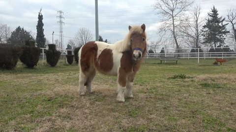 Bursa'da midilli atını çalan hırsız yakalandı