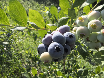 İnegöl'de yaban mersini hasadı başladı: 5 ülkeye ihraç ediliyor