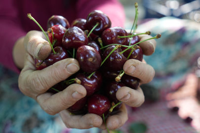 Keles kirazında hasat başladı: 22 bin ton rekolte bekleniyor