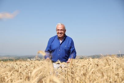 Nilüfer’de yerel tohumdan üretilen buğday hasadı başladı