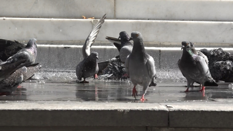 Bursa'da sıcaktan bunalan güvercinlerin banyo keyfi