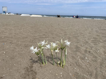 Bursa'da bu bitkileri koparmanın cezası 387 bin TL: Kum zambaklarına çitli koruma