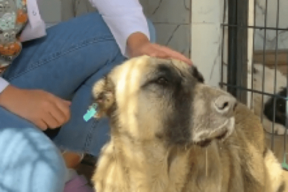 Mudanya'da sokak köpeklerini uyutulduğu iddia edilmişti: Belediyeden açıklama geldi