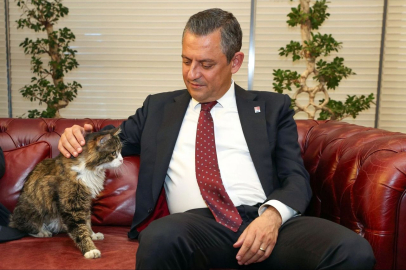 CHP'nin kedisi Şero hayatını kaybetti