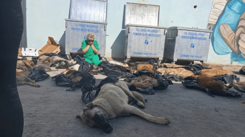 Gebze Belediyesi'nden hayvan katliamı açıklaması: İlgililer açığa alındı