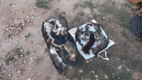 Kırklareli hayvan barınağında 17 hayvan ölü bulundu