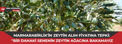 Marmarabirlik'in zeytin alım fiyatına tepki: "Bir dahaki senenin zeytin ağacına bakamayız"