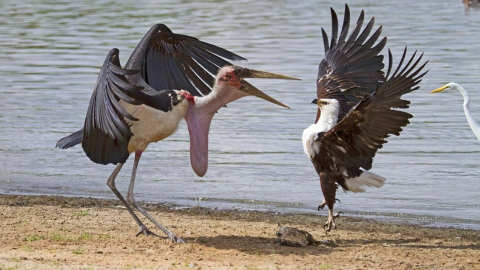 Bursa'da başlayan tarihin en ilginç savaşı: 1934'ün efsanevi leylek-kartal savaşı