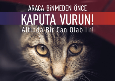 Başkan Aydın'dan sokak hayvanları çağrısı: Araca binmeden önce kaputa vur