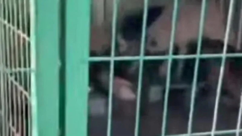 Gemlik hayvan bakımevinde aç kalan köpekler birbirini yedi: "Sorumlular cezasız kalmayacak"