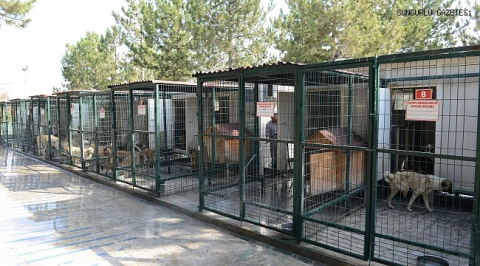 BVHO Başkanı Baysal'dan barınak tepkisi