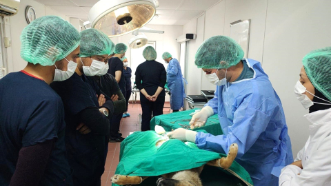 Osmangazi'de 155 can dostu kısırlaştırıldı