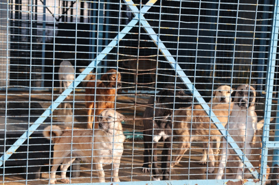 Nilüfer Belediyesi'nden sahipsiz hayvanlar için gönüllü sahiplenme çağrısı