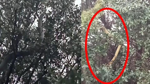 Yolun ortasında ağaç sandılar, karşılarına 8 metrelik dev yılan çıktı