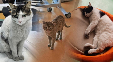 Bursa Teknik Üniversitesi'nde 3 kediyi çuvalla topladılar iddiası