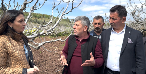 Bursa’nın coğrafi işaretli inciri zarar kapsamına alınmadı, çiftçi isyan etti