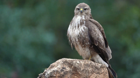 Bursalı fotoğrafçı kamuflaj içinde sabırla bekledi, şahin ve çakalın eşsiz anlarını görüntüledi