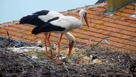 Yaren leylek baba oldu