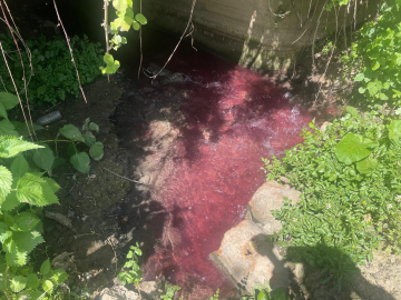 Turşu atıkları Gedelek Deresi’ni kirletiyor: Dere renk değiştirdi