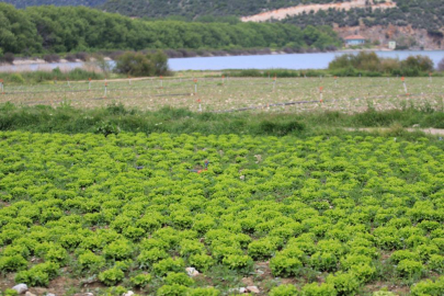 Bursa'da göl havasında yapılan tarıma ilişkin DSİ'den açıklama