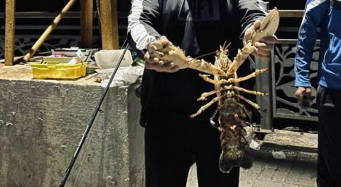 Gemlik Körfezi’nde dev ıstakoz yakalandı