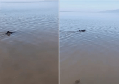 Bursa'da karaya vuran yunusu vatandaşlar kurtardı