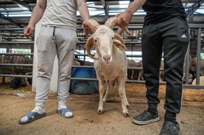 Dört boynuzlu koç Bursa Hayvan Pazarı’nda görenleri şaşkına çevirdi