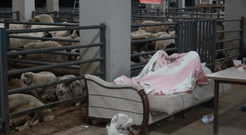 Bursa'da koyunlarla 'koyun koyuna' nöbet