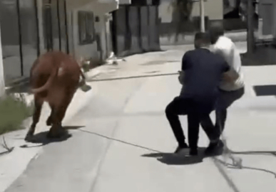 Bursa’da kurbanlık kaçtı, vatandaşlar peşinden koştu!