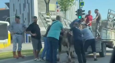 Bursa'da kurbanlıklar kaçtı, vatandaşlar yakalamaya çalıştı!