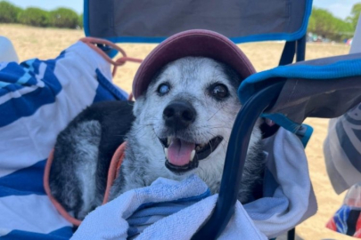 Mudanya’da 13 yaşındaki ‘İncir’ adlı köpek 1 aydır kayıp: Sahibi bulana ödül vadediyor