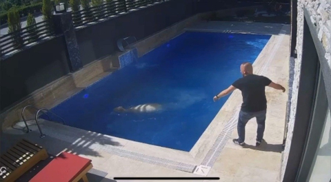 Bursa'da kurbanlık koç havuza atladı