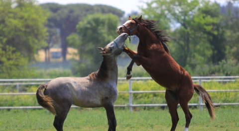 Karacabey'de Arap aygırı Baba Mevlüt'ün spermaları 250 bin liradan satılıyor