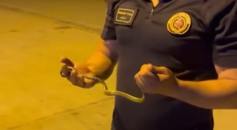 Bursa'da yılan motorun içine girdi, itfaiye tek eliyle çıkardı