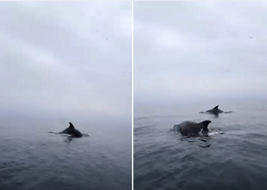 Mudanya sahilinde yunuslarla unutulmaz karşılaşma