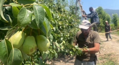 Bursa'da armut ve şeftalide kalite için 'tekleme' zamanı