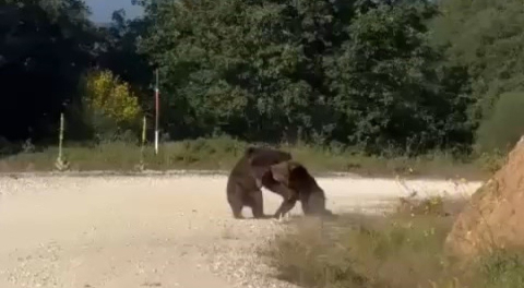 Bursa'da yolda güreşen ayılar uçuruma yuvarlandı