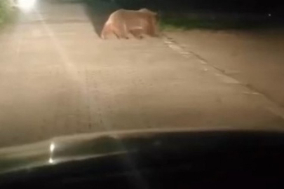 Uludağ'da ayı ailesinin yoldan geçişi görüntülendi