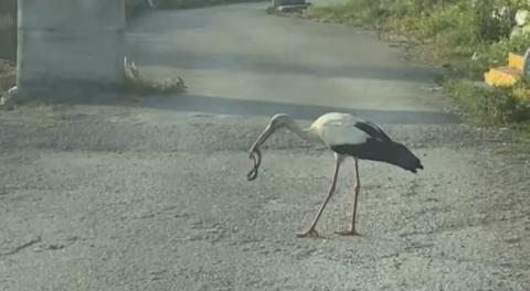 Bursa'da leylek ve kartalın yılan avı kamerada!